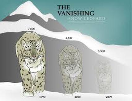 Snow Leopard Population Graph